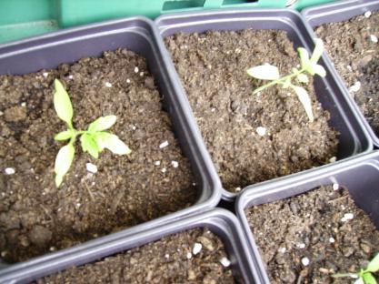 Cerise and Alicante Tomato Seedlings - 4 weeks old